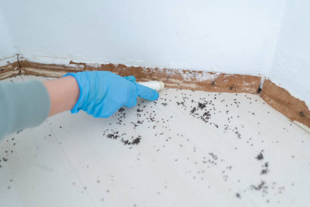 Best Affordable Pest Control Services  in Plentywood, MT